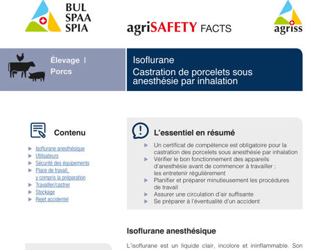 Isoflurane: Castration de porcelets sous anesthésie par inhalation