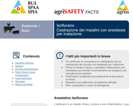 Isoflurano: Castrazione dei maialini con anestesia per inalazione